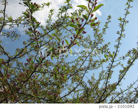 酢実のつぼみ　小梨 2101092