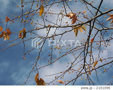 黄実酢実の実　小梨 2101096