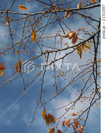 黄実酢実の実　小梨 2101097
