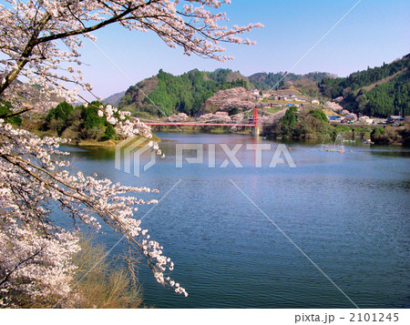 月ヶ瀬の春 2101245