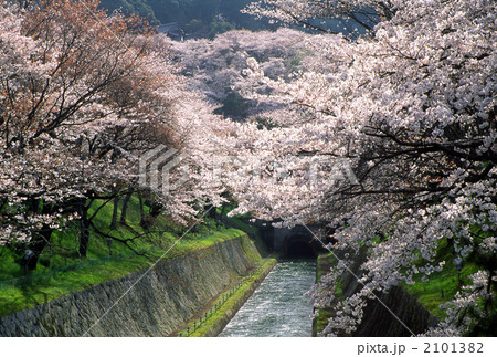 琵琶湖水の桜 2101382