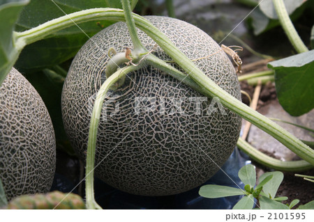 メロン 2101595