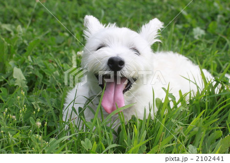 超・笑顔 超・笑顔 2102441