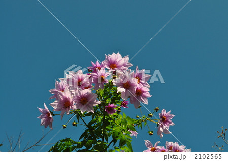 皇帝ダリア 2102565