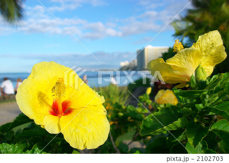 ハイビスカス 2102703