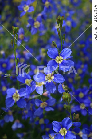 オックスフォードブルー 2102856