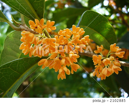 晴天とキンモクセイ 2102885