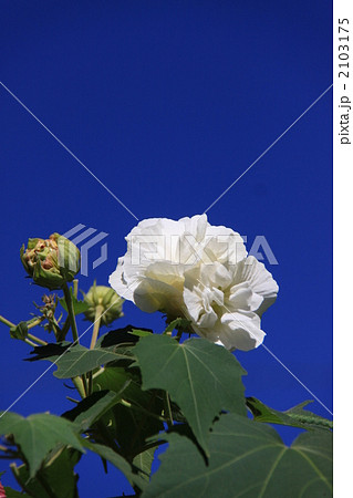 酔芙蓉 酔芙蓉 2103175