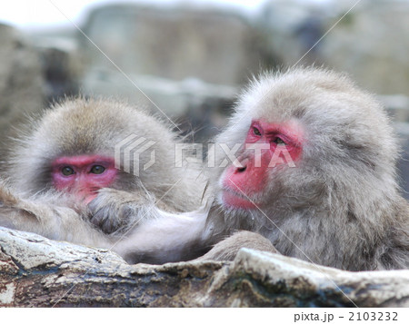 雪猿 雪猿 2103232