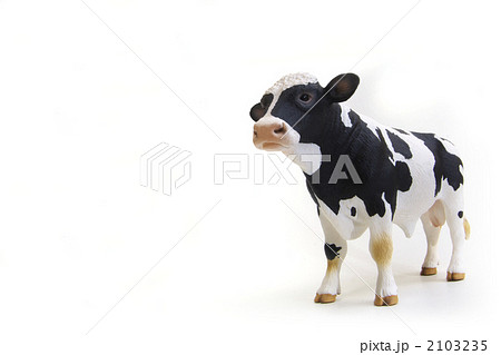 ホルスタイン牛下からの写真素材