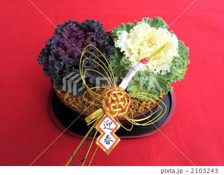 葉牡丹 葉牡丹 2103243