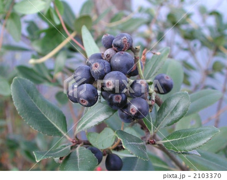 シャリンバイ 2103370