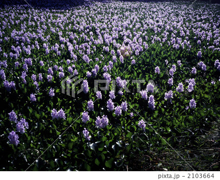 ホテイアオイ満開 2103664