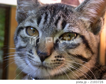 屋外での、しましま模様の猫一匹の微笑み顔です。 屋外での、しましま模様の猫一匹の微笑み顔です。 2103726