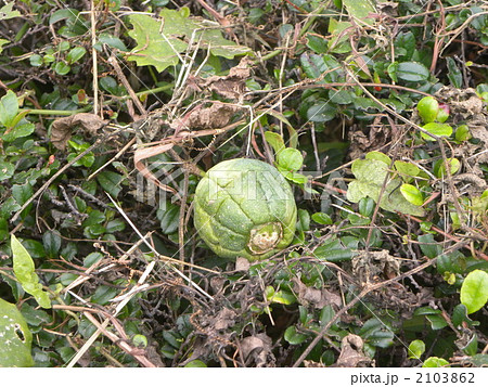 夏の夜白い花を咲かせ秋に実を付けたキカラスウリ 夏の夜白い花を咲かせ秋に実を付けたキカラスウリ 2103862
