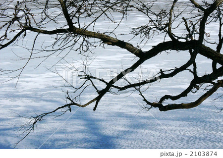 厳冬の湖畔 厳冬の湖畔 2103874