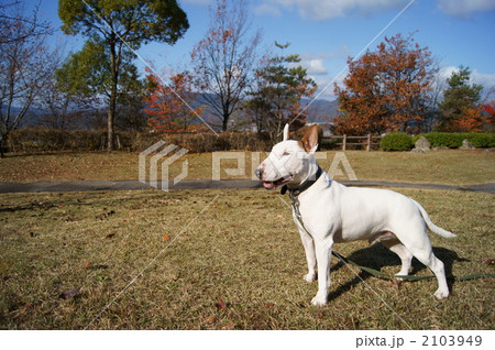 ブルテリア　横顔 2103949