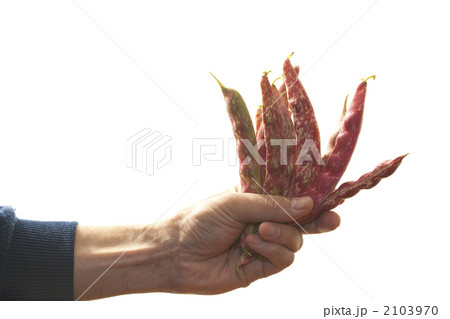インゲン豆をつかむ 2103970