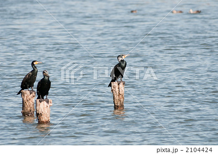 カワウの群れ カワウの群れ 2104424