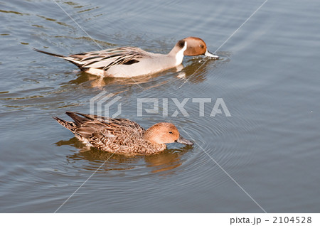 オナガガモ 2104528
