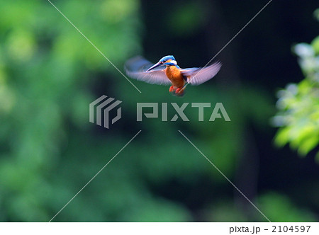 ホバリング中のカワセミ 2104597