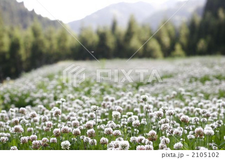 花畑 2105102