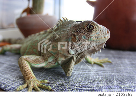 インディ君０９１２１０ 2105265