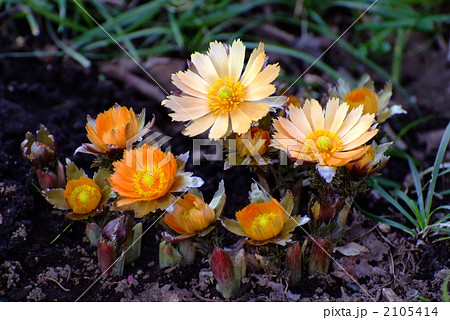 福寿草の花 福寿草の花 2105414