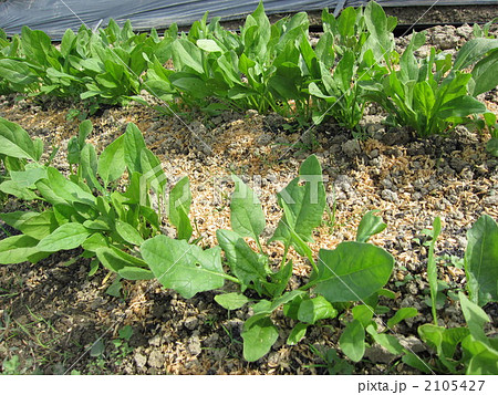ほうれん草畑 2105427