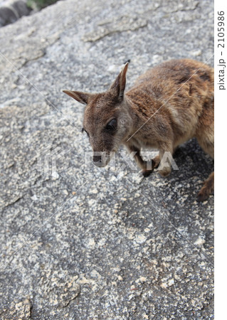 ケアンズ ケアンズ 2105986