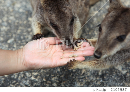 ケアンズ 2105987