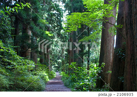 箱根旧街道杉並木 2106935