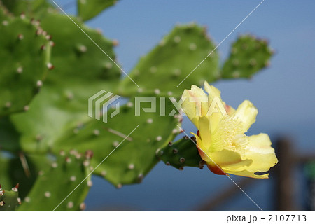サボテンの花 2107713