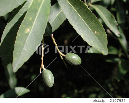 ホルトノキ ホルトノキ 2107925