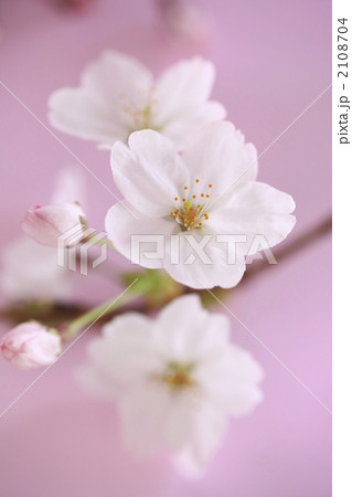 桜 2108704