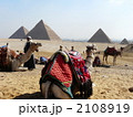 ラクダとピラミッド 2108919