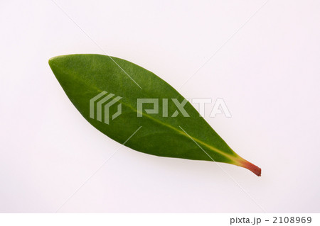 モッコクの葉 2108969