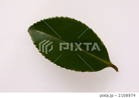 シシガシラの葉 2108974