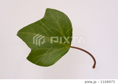 キヅタの葉 キヅタの葉 2108975