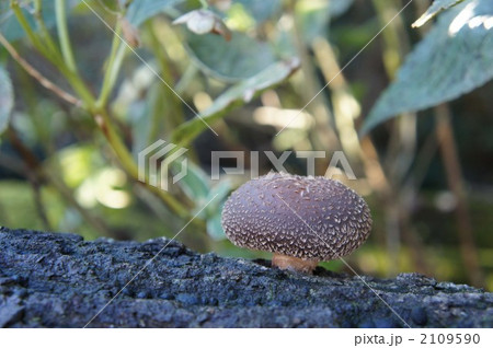 椎茸② 2109590