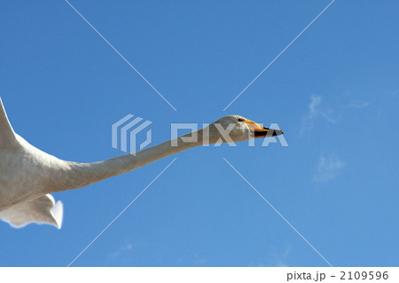 オオハクチョウ 2109596