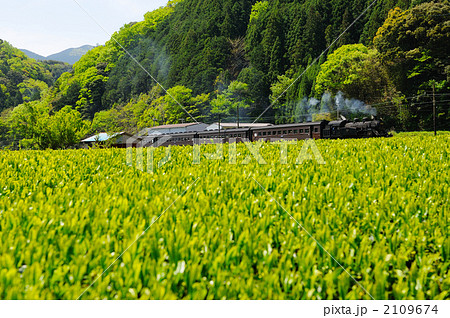 茶畑と蒸気機関車 茶畑と蒸気機関車 2109674