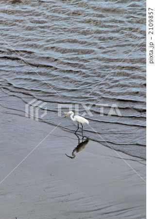荒川の浅瀬で小魚を食べるコサギ 荒川の浅瀬で小魚を食べるコサギ 2109857