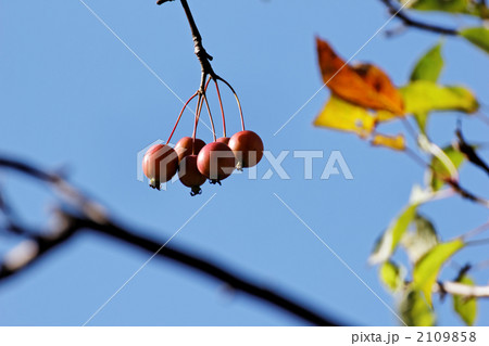 ヒメリンゴ 2109858