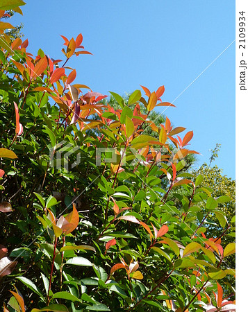 ベニカナメと青空 2109934