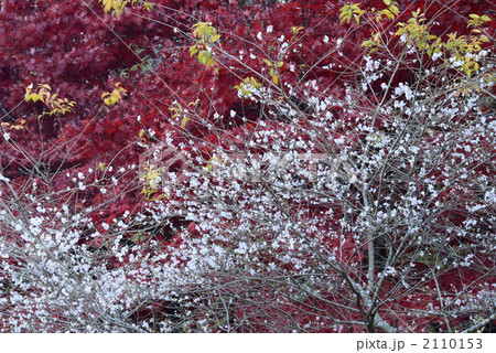 四季桜と紅葉 2110153