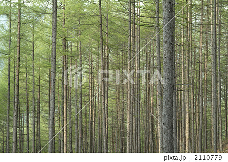 唐松林新緑 唐松林新緑 2110779