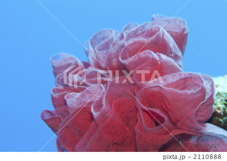 ウミウシのタマゴ 2110888