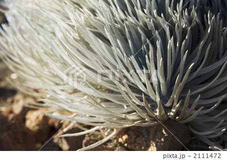 ハワイ島マウナケアの銀剣草 2111472