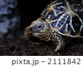 風邪引きカメさん 2111842